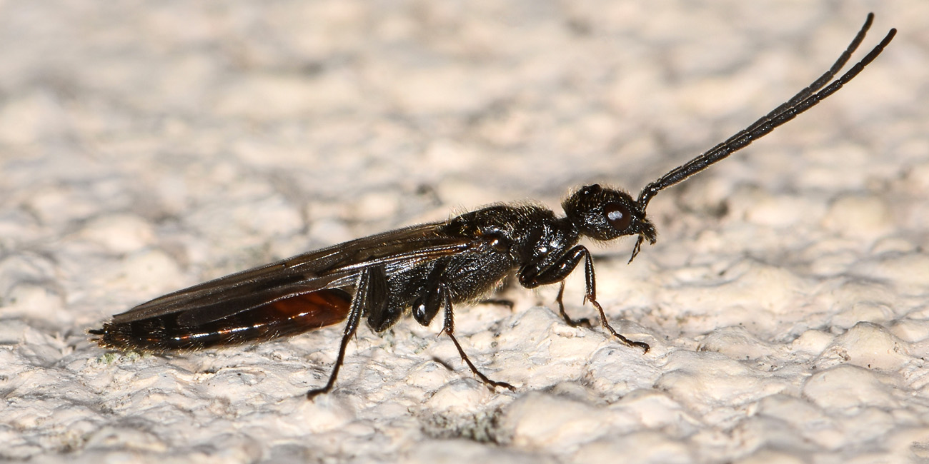 Bethylidae: maschio di Pristocera depressa